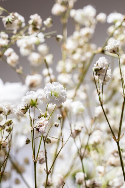 Delicate white babys breath flower in full bloom on blurred background