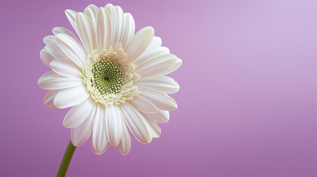 Photo delicate white gerbera daisy on soft purple background floral beauty and elegance