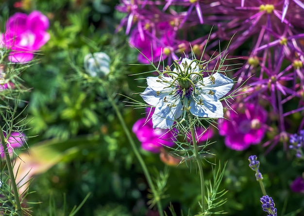 Delicate white Nigella sativa or love flower in mist botanical background with copy space