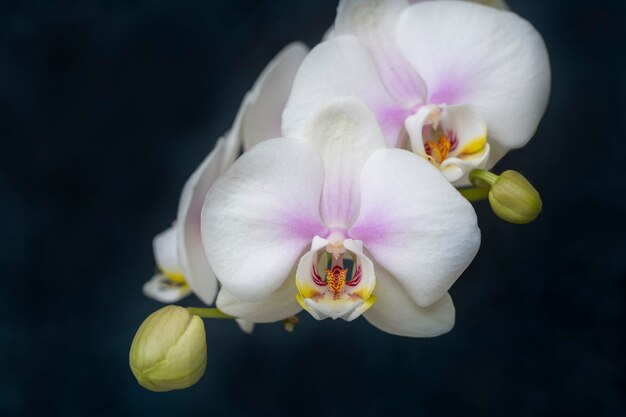 Delicate white orchid flowers on a dark blue background