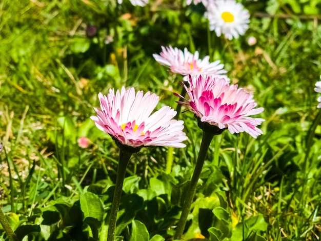 Delicate white pink Daisies or Bellis perennis flowers on green grass Lawn Daisy blooms in spring