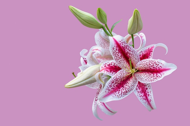 Delicate white tiger Lily isolated on pink