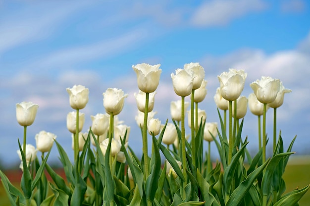 Delicate white tulips close up against blue sky. side view