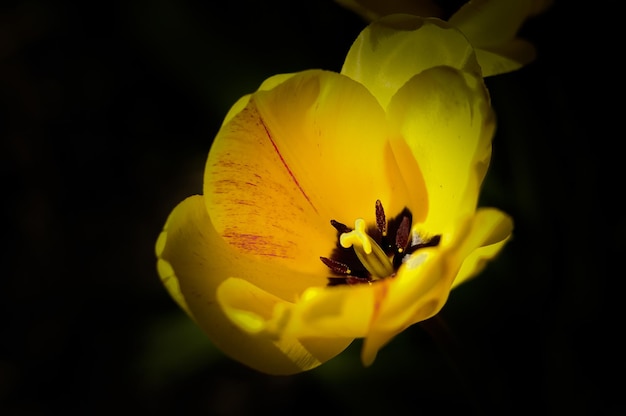 Delicate yellow tulip flower on a black background Macro view Petals stamens and pistil of a tulip