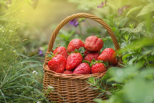 Delicious juicy red strawberries in a basket. Strawberries in a basket