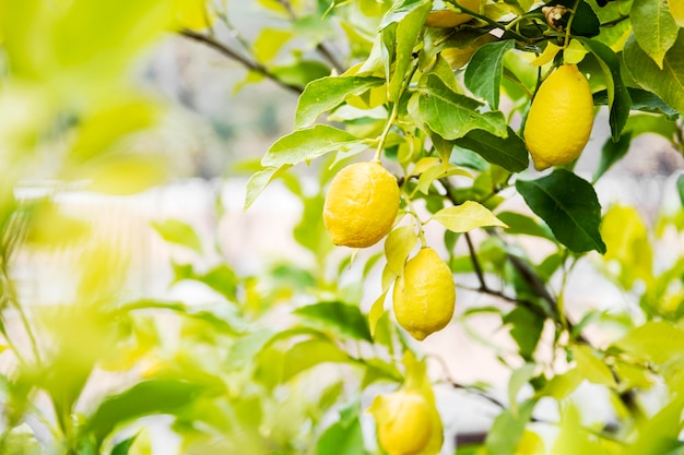 Delicious lemon citrus in the tree