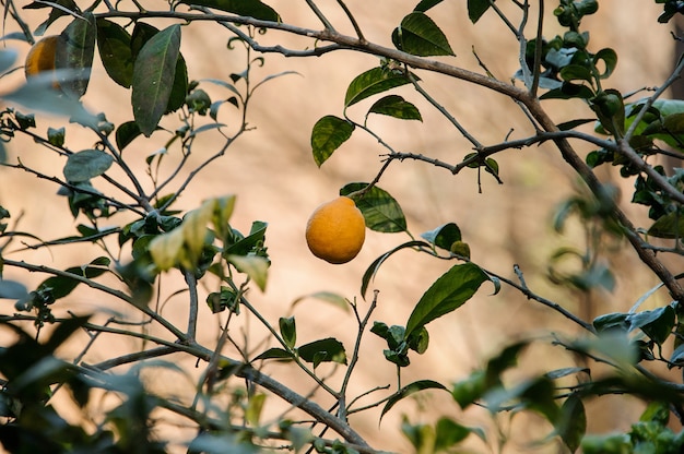 Delicious lemon on the green leaves tree. Conseption of the spring, new life in nature.