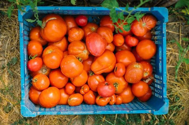 Delicious red tomatoes in a blue box Fresh and juicy tomatoes Natural background and texture Harvesting on an organic farm Agricultural industry