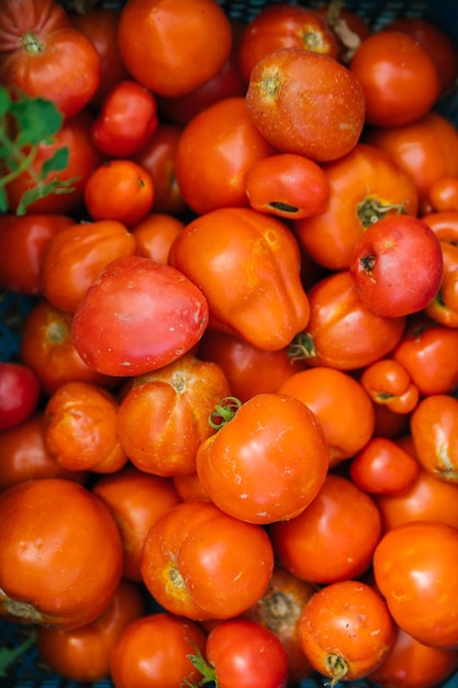 Delicious red tomatoes Fresh and juicy tomatoes Natural background and texture Harvesting on an organic farm Agricultural industry