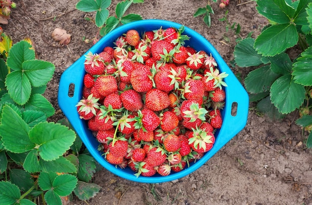 Delicious ripe strawberries on the plate at the garden