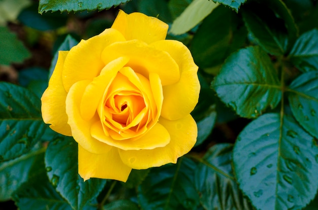 Delightful blooming yellow rose on bush