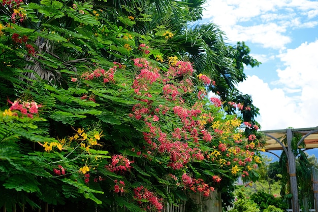 Delonix regia or flame tree growing in Nha Trang Vietnam