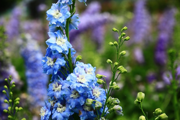 Photo delphinium or candle delphinium or english larkspur or tall larkspur flowers blooming in the garden