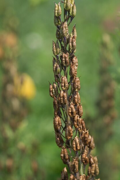 Delphinium field to production seed industry Delphinium seeds of flowers Organic planting in field Plants are grown from seeds