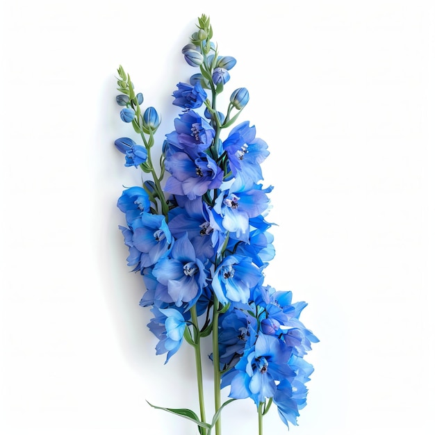 Delphinium Flower Isolated on White Background