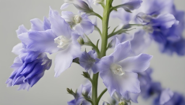 Photo delphinium flower with isolated with soft background