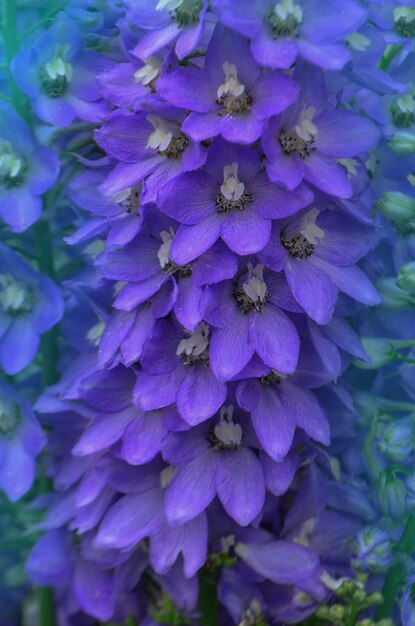 Delphinium flowers blooming Blue flower of Delphinium in a summer garden