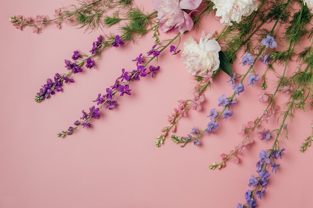 Delphinium flowers on pink