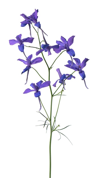 Delphinium grandiflorum flower isolated on white background Blue larkspur flowers