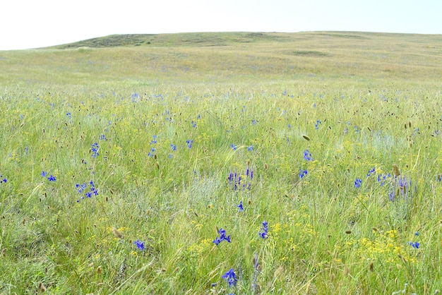 Delphinium grandiflorum or largeflowered delphinium flowers growing in Olkhon island Russia