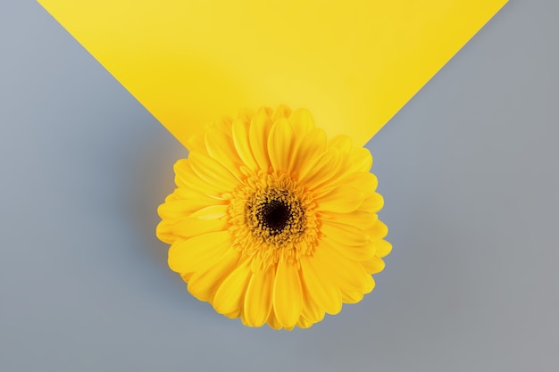 Demonstrating trendy colors 2021 - Gray and Yellow. Beautiful gerbera flowers on grey background with copy space.