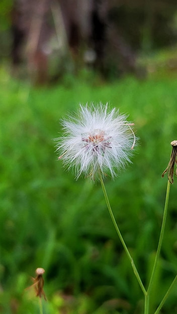 Dendelion plant or feather flower