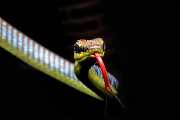 Dendrelaphis formosus also known as the beautiful bronzeback tree snake