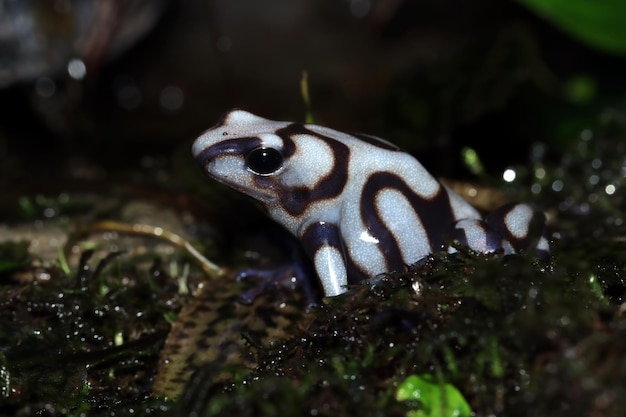 Dendrobates auratus Pena Blanca closeup from side view