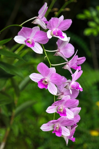 Dendrobium Ali Bongo Ondimba 'Sylvia' (Dendrobium Masako Kotaishi Hidenka x Dendrobium williamsianum)