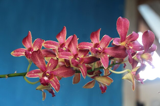 Photo dendrobium elder orchid brown and in bloom