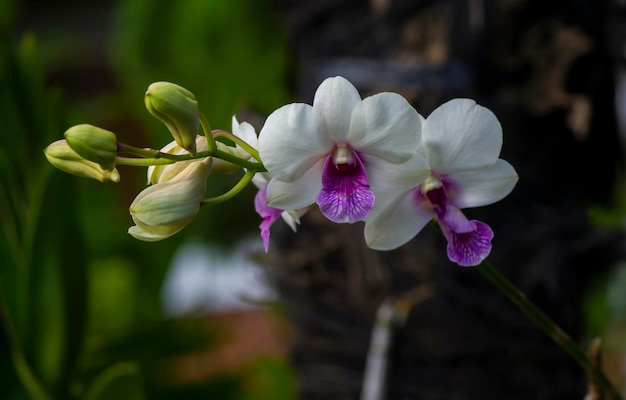 Dendrobium enobi orchid in shallow focus