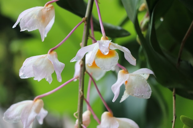 Dendrobium palpebrae Lindl blossom orchid flower with water drops