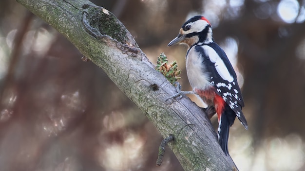 Dendrocopos major woodpecker ordinary