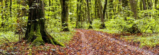 Dense autumn forest with moss-covered trees and a road with fallen leaves