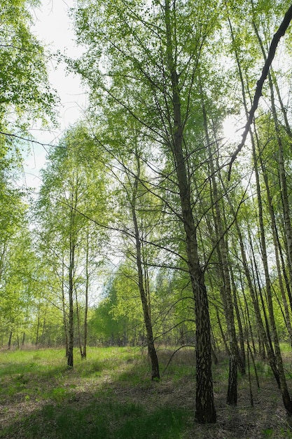 Dense birch forest green forest with young birch spring forest