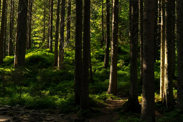 dense coniferous forest. beautiful forest background