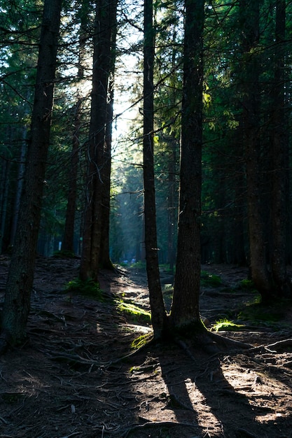 dense coniferous forest. beautiful forest background