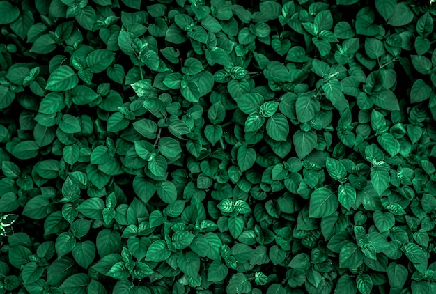 Dense dark green leaves in the garden. Emerald green leaf texture. Nature abstract background. Tropical forest. Above view of dark green leaves with natural pattern. Tropical plant.