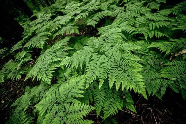 Dense fern thickets.