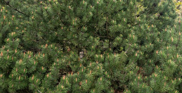 Photo dense forest of evergreen trees with green needles