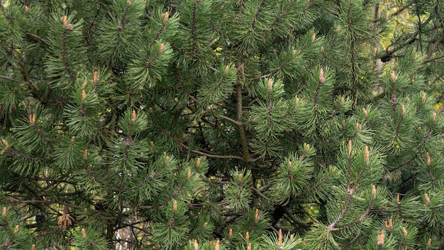 Photo dense forest of evergreen trees with green needles