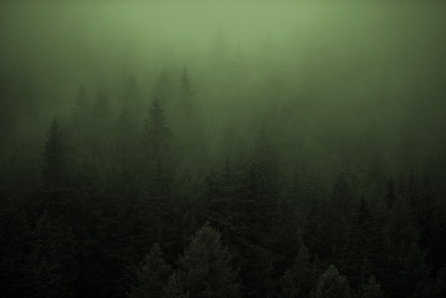 Photo dense forest foggy weather