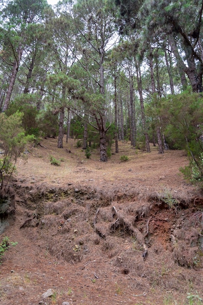 Dense forest on the island of Tenerife