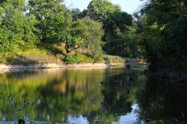 Dense forest river and sky