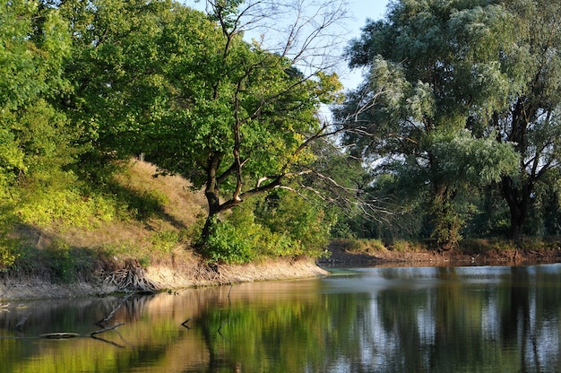 Dense forest river and sky