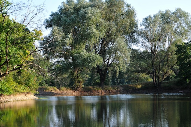 Dense forest river and sky