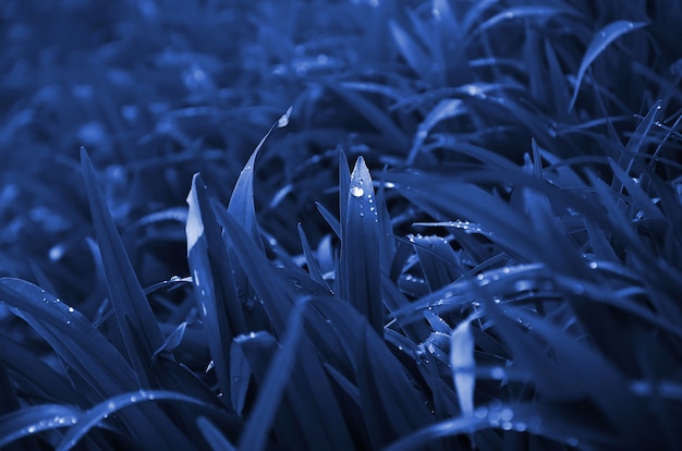 Dense grassy stems with dew drops