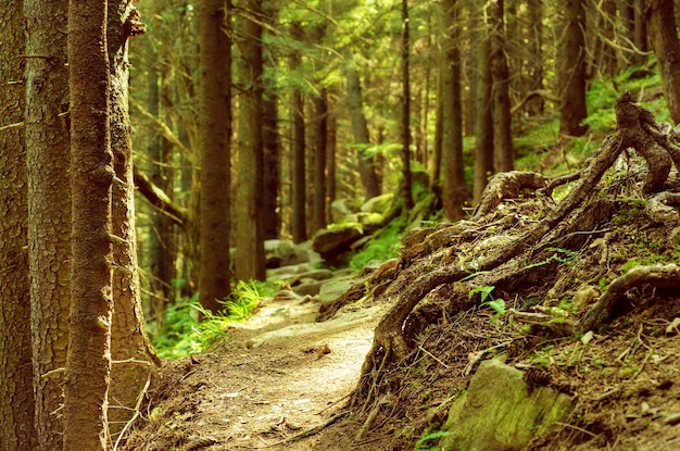 Dense green forest