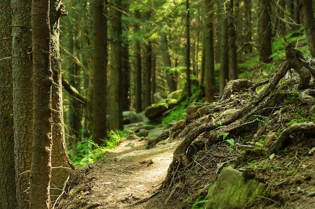 A dense mistic green forest with mossy stones and path