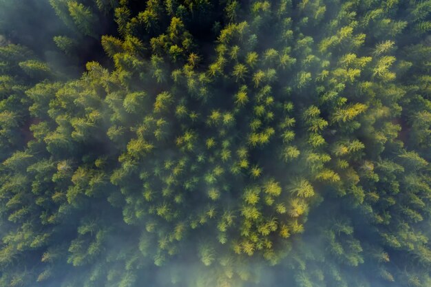 dense pine forest covered with morning fog at sunrise